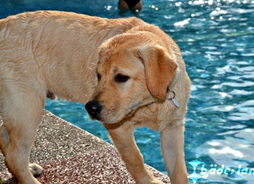 Freibad Marienhöhe - "Hund im Freibad" nach der Saison