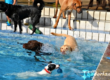 Freibad Marienhöhe - "Hund im Freibad" nach der Saison