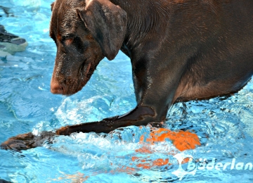 Freibad Marienhöhe - "Hund im Freibad" nach der Saison